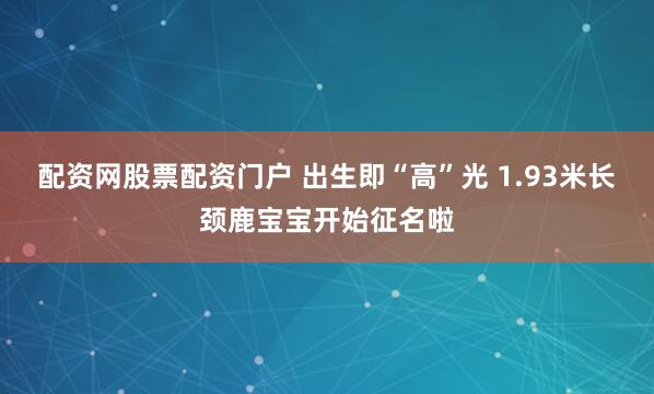 配资网股票配资门户 出生即“高”光 1.93米长颈鹿宝宝开始征名啦